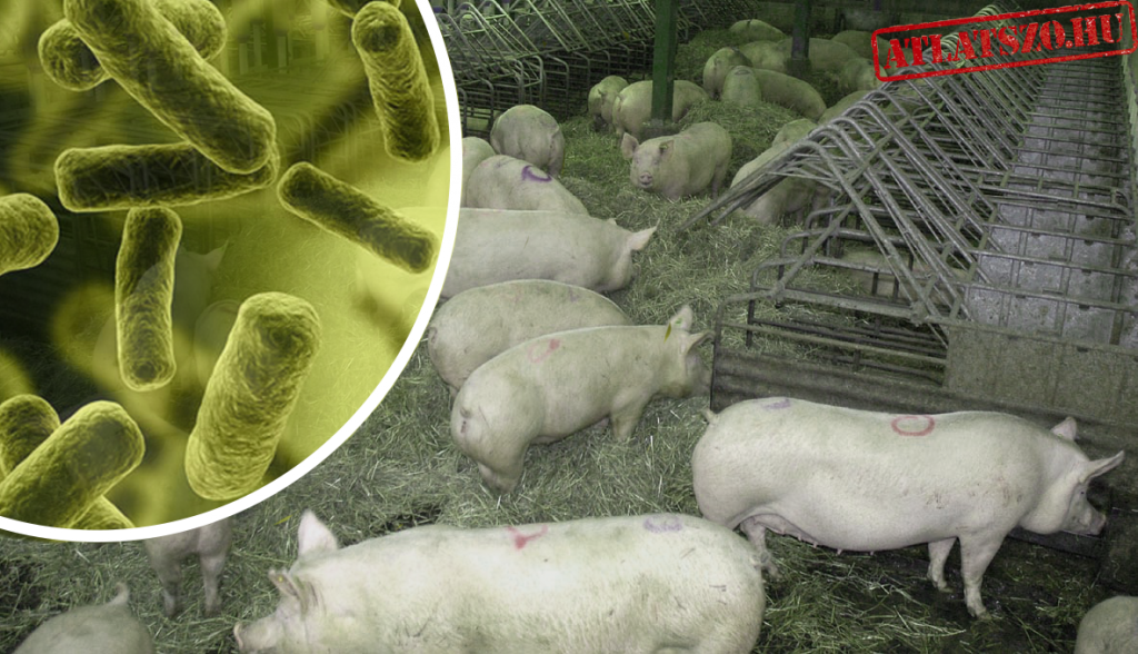 Antibiotikum-használat az állattartásban: Magyarország a legrosszabbak között