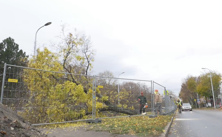 Így vágtak ki 175 fát az Etele úton, hogy helyet csináljanak az 1-es villamosnak