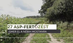 Rejtélyes kór pusztítja a vaddisznókat – a betegség lenullázhatja a magyar sertésexportot