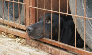 Halálsor vagy menhely? Két év alatt több mint ezer kutyát altattak el a salgótarjáni Lassie Állatmenhelyen