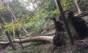 Kőrispusztulás: több ezer hektáron veszélyben az őshonos magyar fafajta, az állam nem tesz semmit