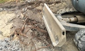 Barbár módszerekkel csonkítják a fákat a Balatoni Bringakör felújítása során, vizsgálat indul