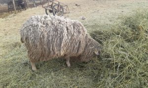 Elpusztult hét szamár, állatkínzás gyanúja a volt hatósági állatorvos tanyáján