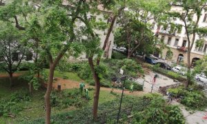 Fákat vágtak ki a Szent Rókus Kórház előtt, a szomszéd lakók tiltakozásba kezdtek