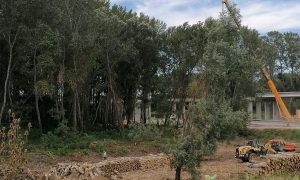 Egymásra mutogatnak a kivitelezők az engedély nélkül kivágott tiszaugi fák ügyében