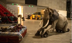 Feljelentették a cirkuszt az állatvédők, mert nagyon sovány az elefánt