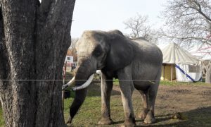 Állatvédelmi órát tartott állatorvostan-hallgatóknak a soványelefántos cirkusz igazgatója