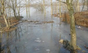 Nyomoznak Dunakeszi túlárazott erdeje ügyében