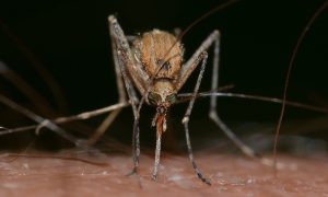 A szegediek szerint politikai okból nem gyérítették a szúnyogokat a városban, a katasztrófavédők cáfolnak
