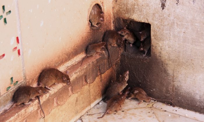 Holy Rats Running Around Karni Mata Temple, Deshnok, India