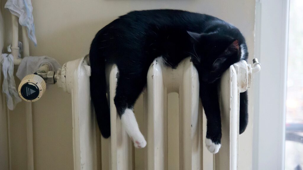 Radiator macska pixabay