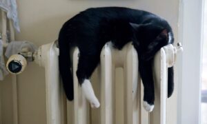 Radiator macska pixabay