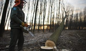 Hiába finomították a tűzifarendeletet, több tízezer hektárnyi védett erdő lehet még veszélyben