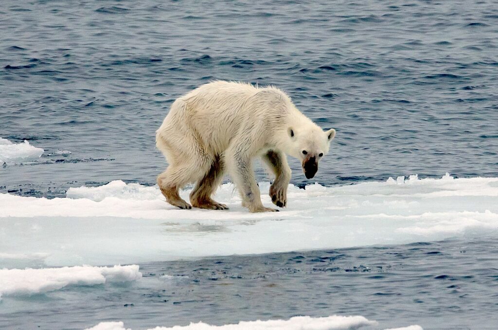Endangered Arctic Starving Polar Bear Edit 2
