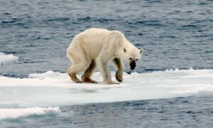 Endangered Arctic Starving Polar Bear Edit 2