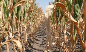 Afrikai cirok válthatja a kukoricát a kiszáradó Alföldön, százmilliárdos aszálykár a mezőgazdaságban