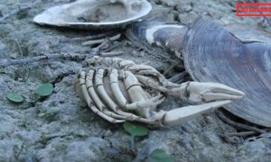 Felmelegedő Duna – klímaváltozás, kagylópusztulás és lecsavart erőművek