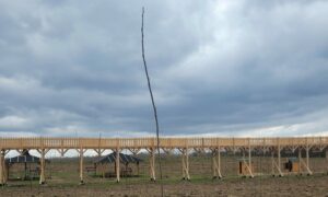 Lomb nélküli fákkal és két vödör lazúrral próbálják elfedni a lombkoronabotrányt