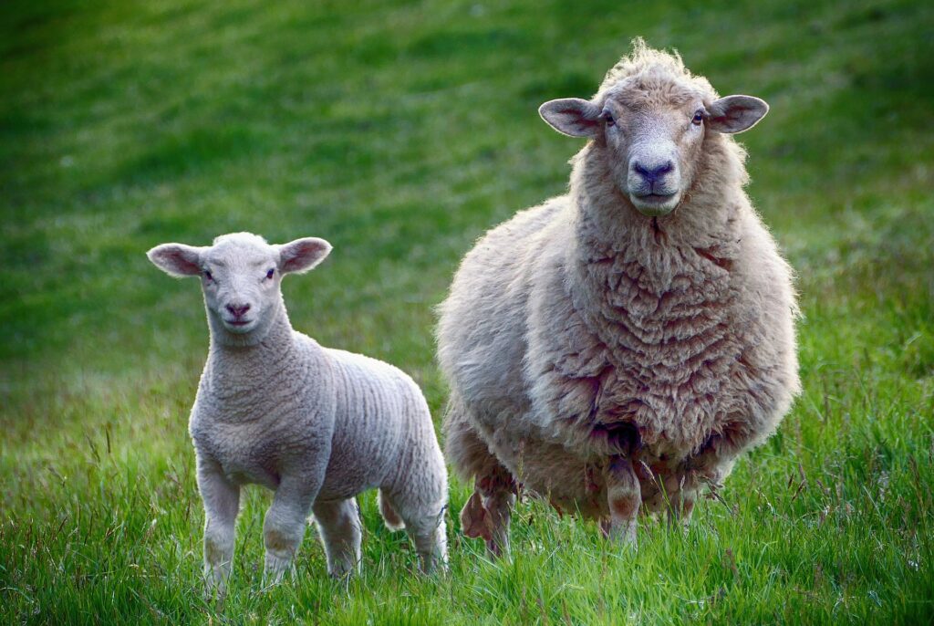 Sheeps Pixabay