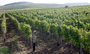 34 hektár szőlőt vásárol Orbán Ráhel Tokajban, korábban az édesanyja is birtokolta már ezeket a földeket