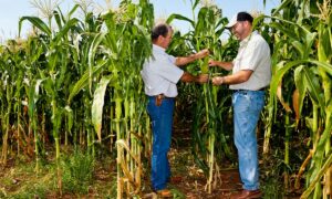 Beindultak a Monsanto-perek az USA-ban: egy több száz fős csoportos kereset is esküdtszék elé kerül