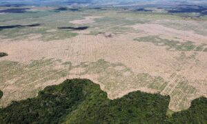 A brazíliai őserdők megmentésének egyik kulcsa az európai vezetők és cégek kezében van