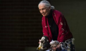Jane Goodall: nyomorúságos állapotban van a Föld, de most még van esélyünk változtatni