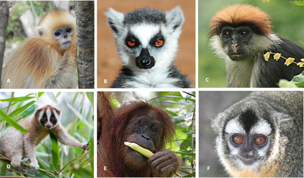 Veszélyeztetett fajok a nagy majomlakta régiókból; forrás 
