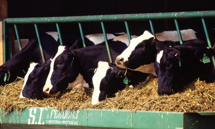 Holstein Dairy Cows