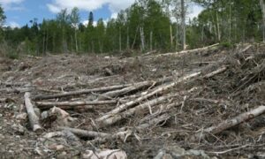 Clear Cut Crimes: kik tarolják a Kárpátok dús erdőségeit?