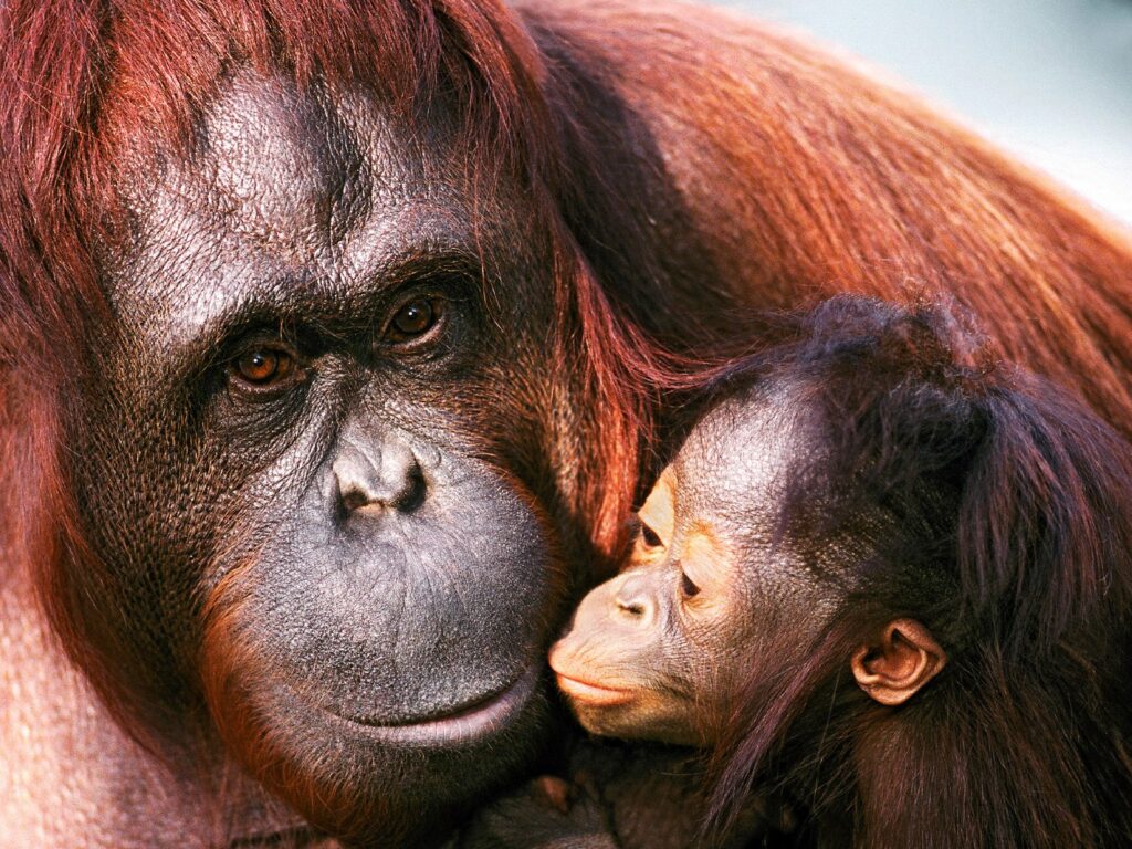 Female Sumatran Orangutan And Baby Pictures
