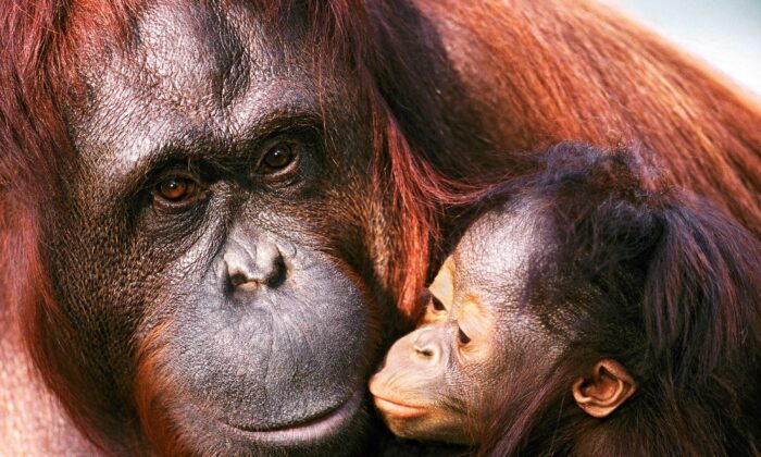 Female Sumatran Orangutan And Baby Pictures