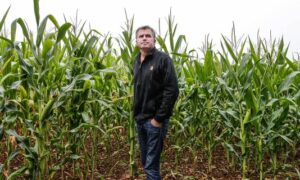 Mérgező növényvédelem: egy francia gazda először nyert pert a Monsanto ellen
