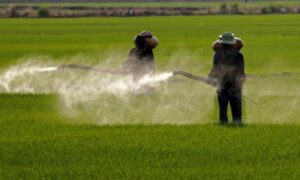 A Monsanto belső levelezése szerint már 1999-ben tudhattak a glifozát kockázatairól