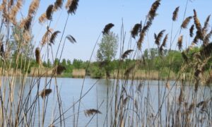 A faddi Duna-holtág vízpótlására adakoztak, de a település másra költi a pénzt