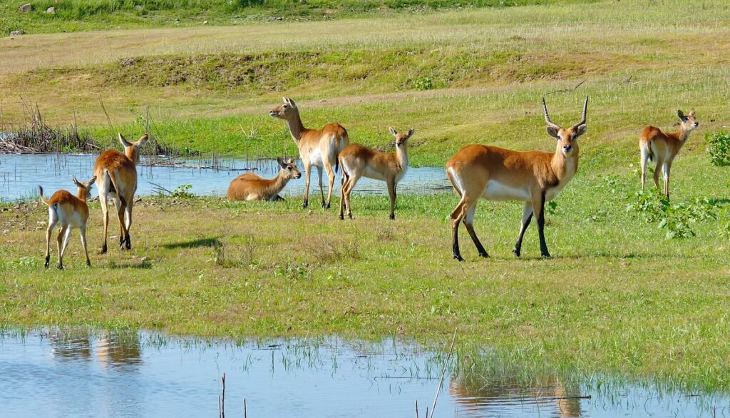 Lechwe 4664851 1280