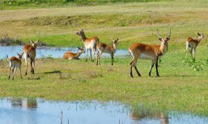 Lechwe 4664851 1280