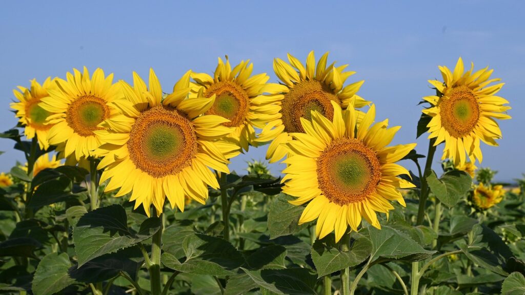 Sunflower flowers 8118720 1280 pixabay