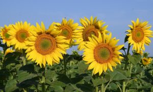 Sunflower flowers 8118720 1280 pixabay