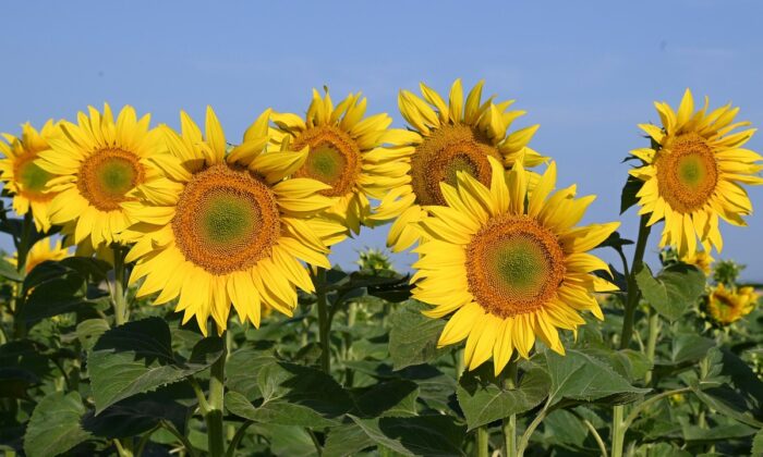 Négymilliárdos adóemelési konzultáció,  vizsgálat az étolaj drágulása miatt