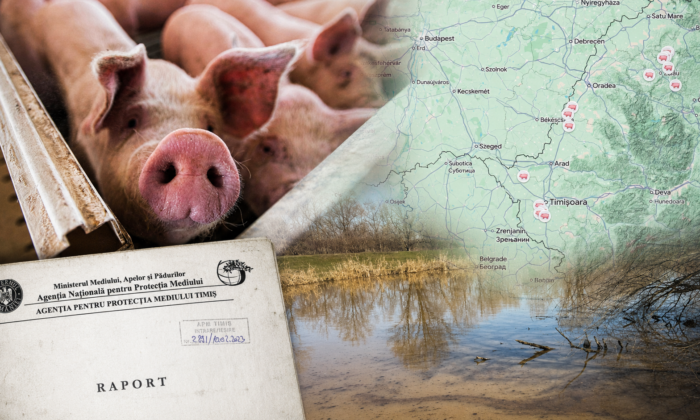 Az intenzív sertéstartás Magyarországon és Romániában: súlyos talajvízszennyezés bürokratikus rendszer mögé rejtve