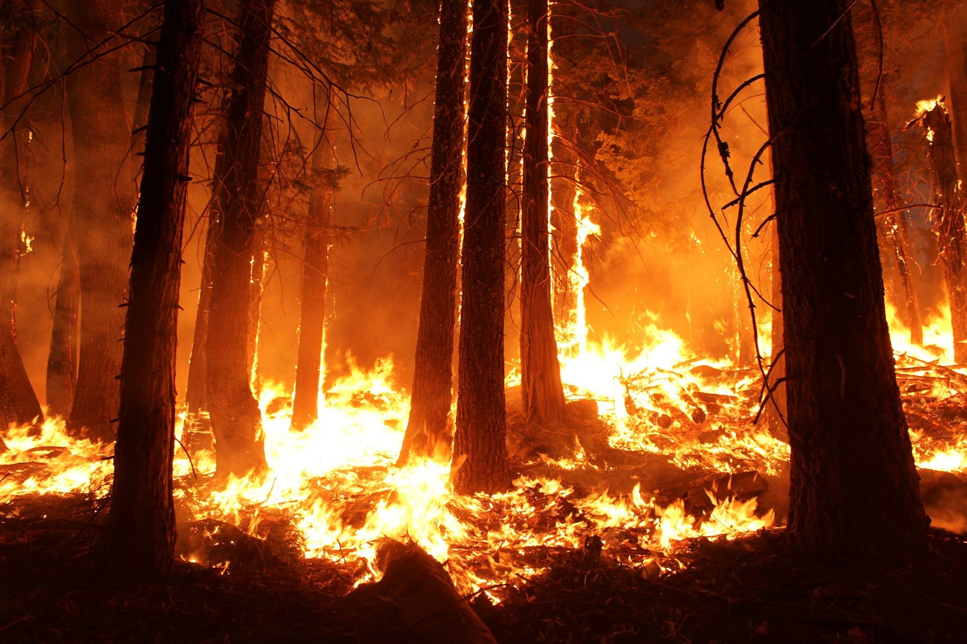 Photo6 Wildfire ESA 2020 pixabay